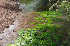 Cryptocoryne cognatoides